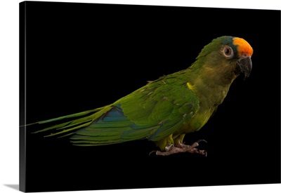A peach fronted parakeet, Eupsittula aurea, from a private collection