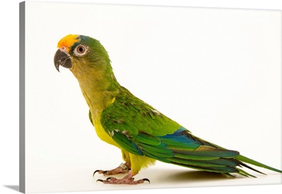 A peach fronted parakeet, Eupsittula aurea, from a private collection
