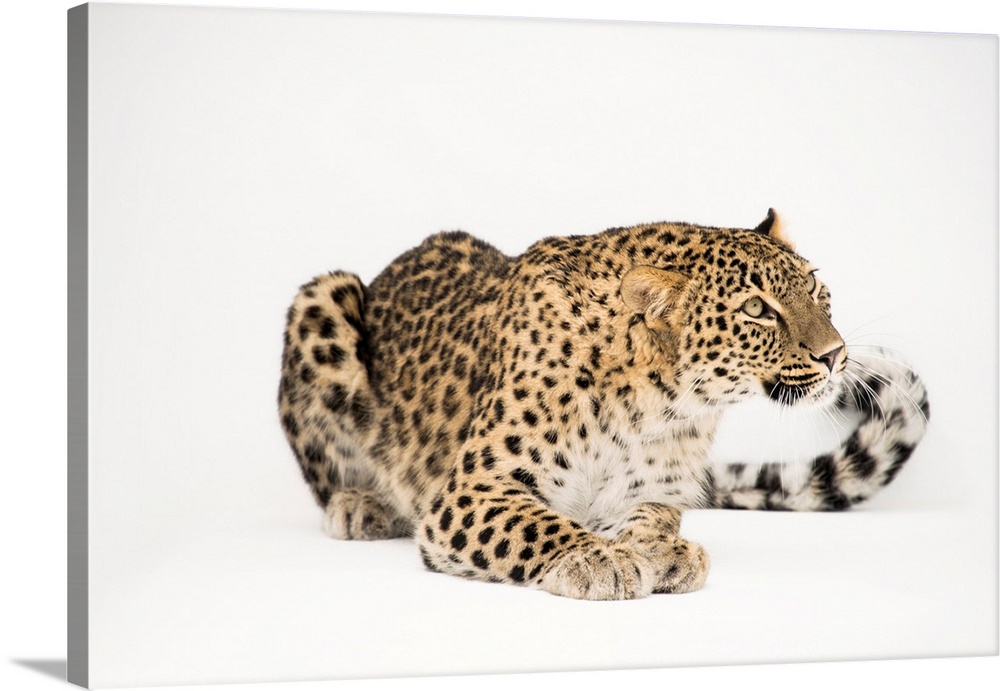 A Persian leopard, Panthera pardus saxicolor, at the Lisbon Zoo in Portugal.