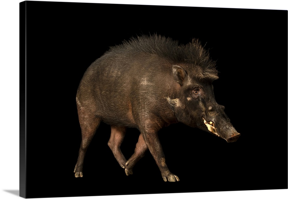 A Philippine warty pig (Sus philippensis philippensis) at the Avilon Wildlife Conservation Foundation. This species is lis...