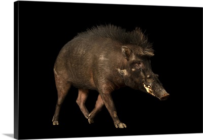 A Philippine Warty Pig At The Avilon Wildlife Conservation Foundation