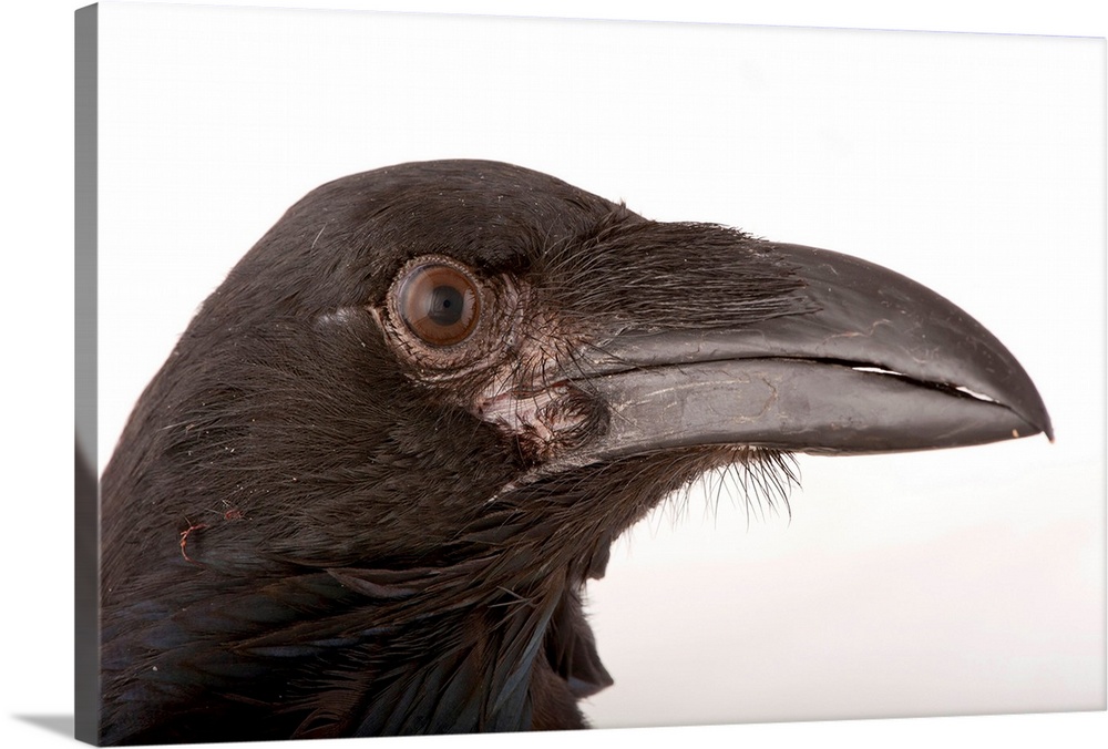 A pied crow, Corvus albus, at Zoo Atlanta.