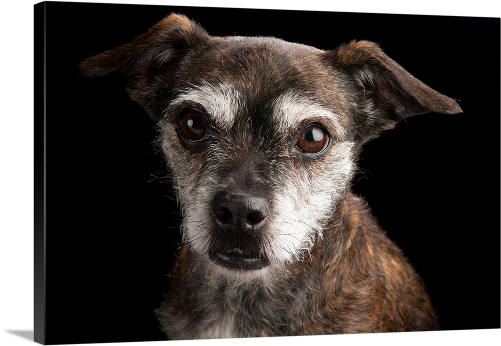 A studio portrait of Sassy, a poodle and Boston terrier mix.