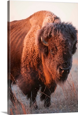 A portrait of a bison on a ranch