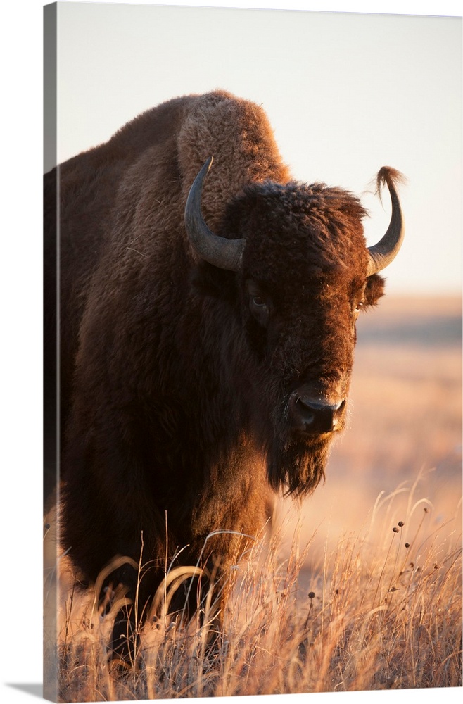 A front head shot of a bison on a ranch near Valentine, NE.