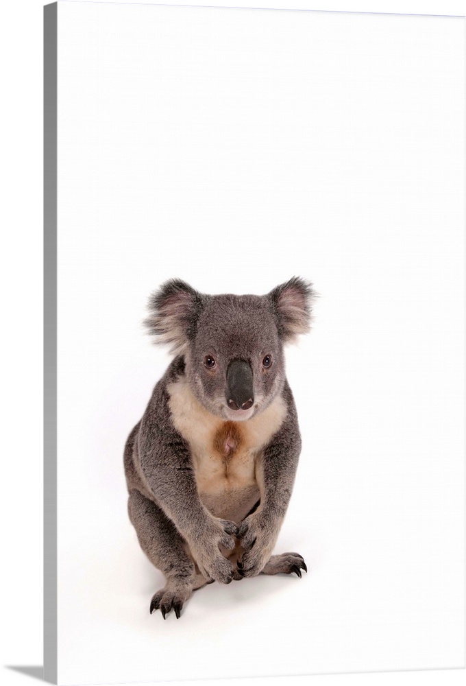 A portrait of a federally threatened koala.