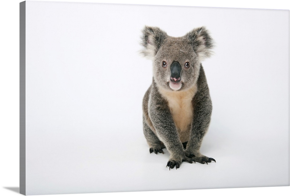 A portrait of a federally threatened koala.