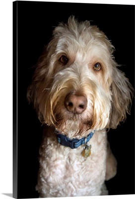 A portrait of a golden doodle mix breed dog