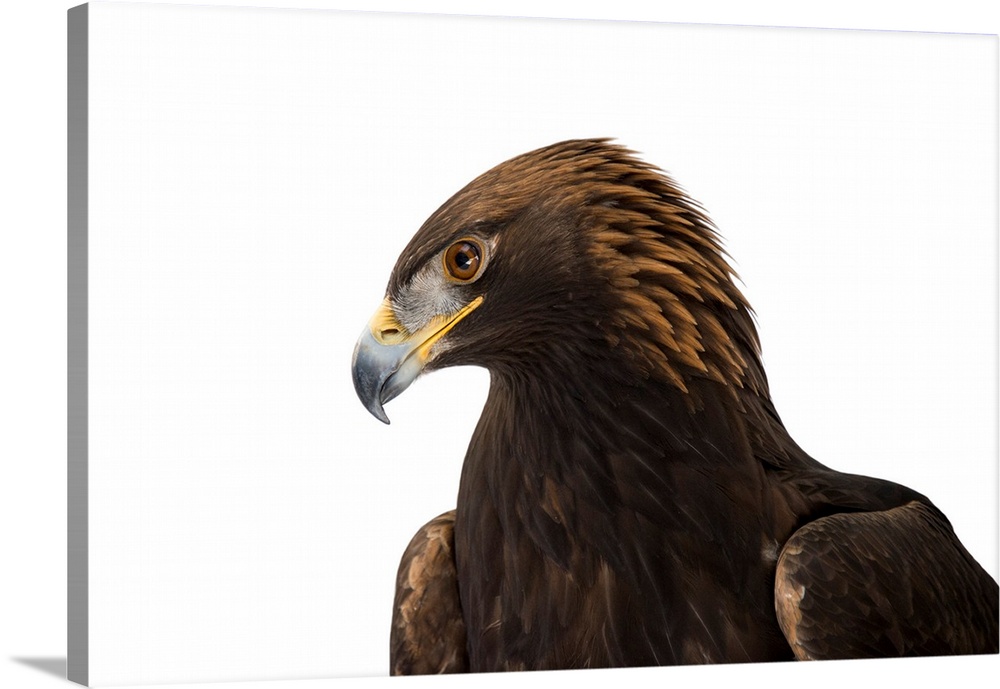 A portrait of a golden eagle, Aquila chrysaetos.
