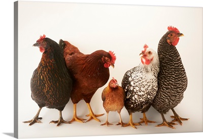 A portrait of a variety of hens