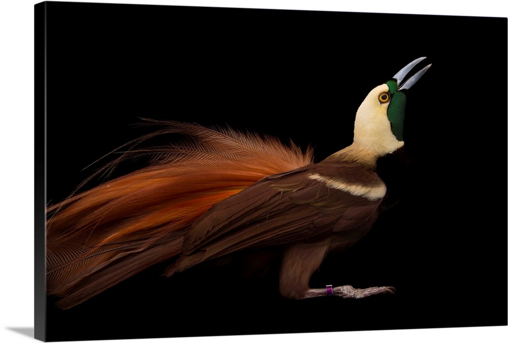 A Raggiana bird-of-paradise, Paradisaea raggiana.