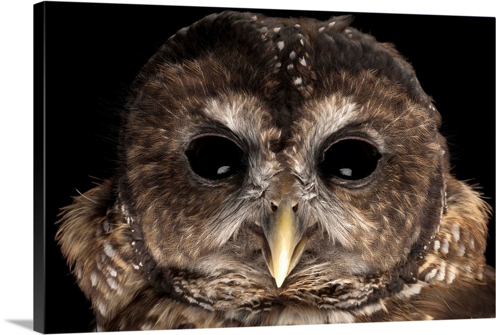 A rare Northern spotted owl, Strix occidentalis caurina.