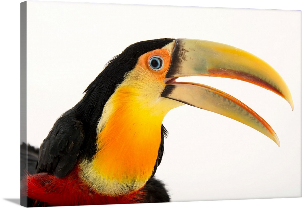 A red breasted toucan, Ramphastos dicolorus, at the Dallas World Aquarium.