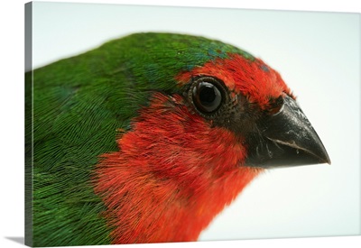 A red faced parrot finch or red throated parrotfinch at Sylvan Heights Waterfowl Park