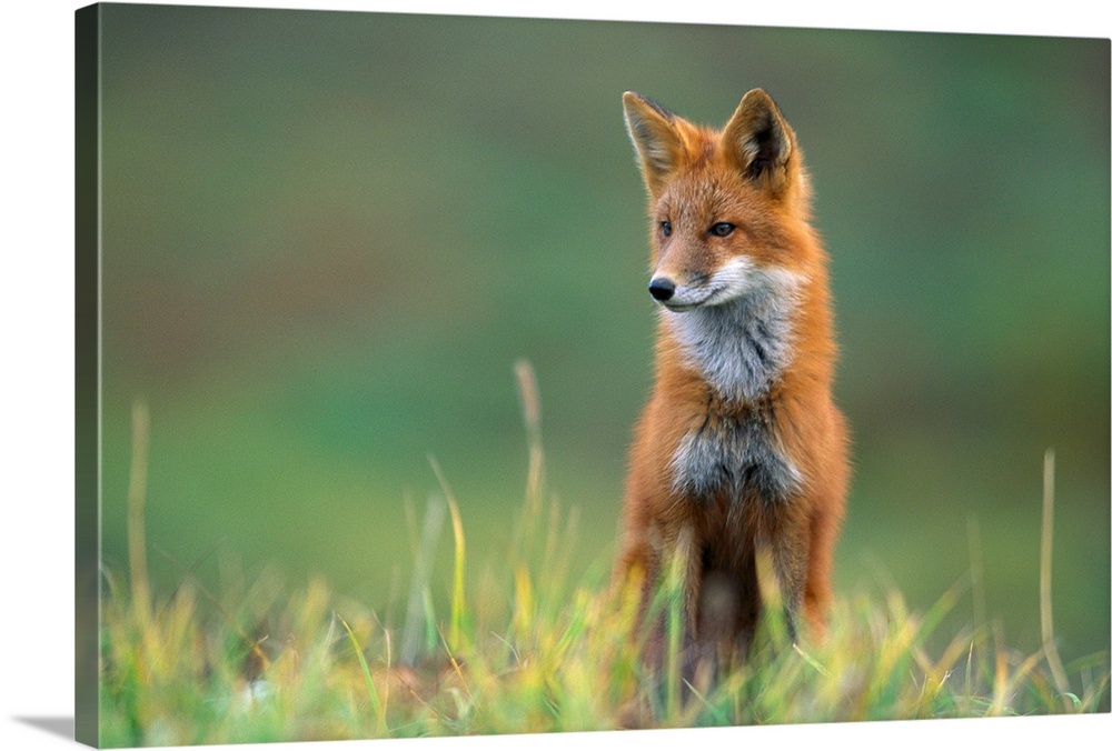 A red fox, recognized by its reddish coat, white-tipped tail, and black stockings, stands alert in short grasses.