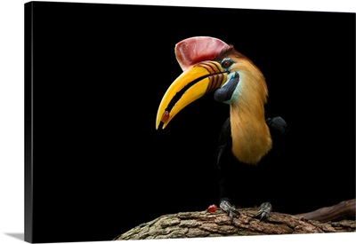 A red knobbed hornbill at the Saint Augustine Alligator Farm Zoological Park