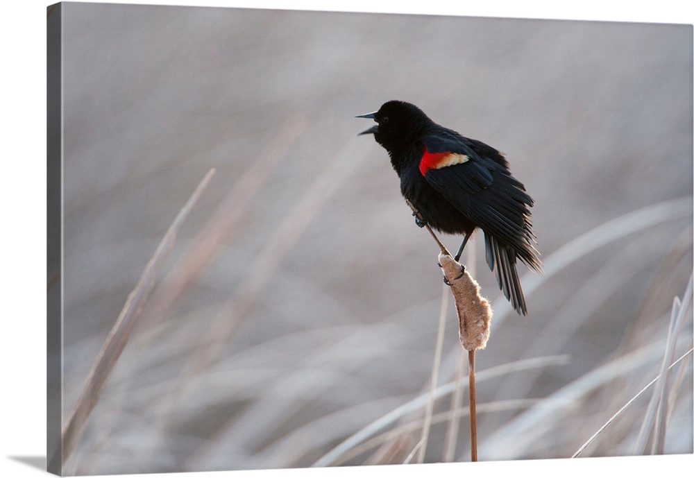 A redwing blackbird, Agelaius phoeniceus, in the Nebraska Sandhills.