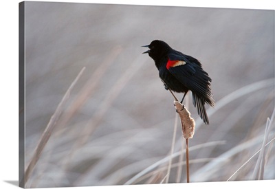 A redwing blackbird, Agelaius phoeniceus, in the Nebraska Sandhills