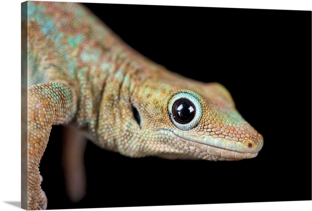 A Reunion Island day gecko, Phelsuma borbonica borbonica, at the Omaha Zoo.
