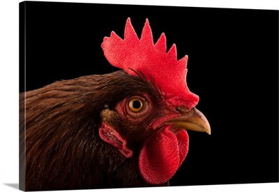 A Rhode Island Red Domestic Chicken, Gallus Gallus Domesticus, From A Private Collection