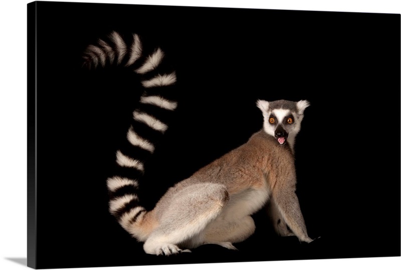 A ring-tailed lemur, Lemur catta, at the Lincoln Children's Zoo Wall ...