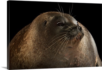 A Ringed Seal, Pusa Hispida, At The Alaska Sealife Center