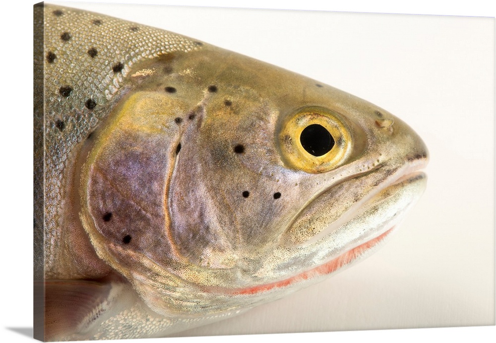 A Rio Grande cutthroat trout, Oncorhynchus clarkii virginalis, at Seven Springs Fish Hatchery.
