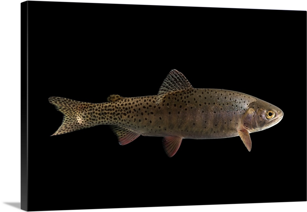 A Rio Grande cutthroat trout, Oncorhynchus clarkii virginalis, at Seven Springs Fish Hatchery.