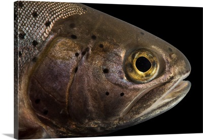 A Rio Grande cutthroat trout at Seven Springs Fish Hatchery