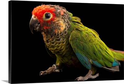 A rose fronted parakeet, Pyrrhura roseifrons parvifrons, from a private collection