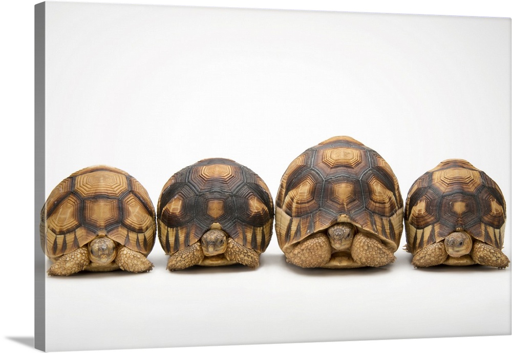 A row of critically endangered ploughshare tortoises (Astrochelys yniphora) at Zoo Atlanta.