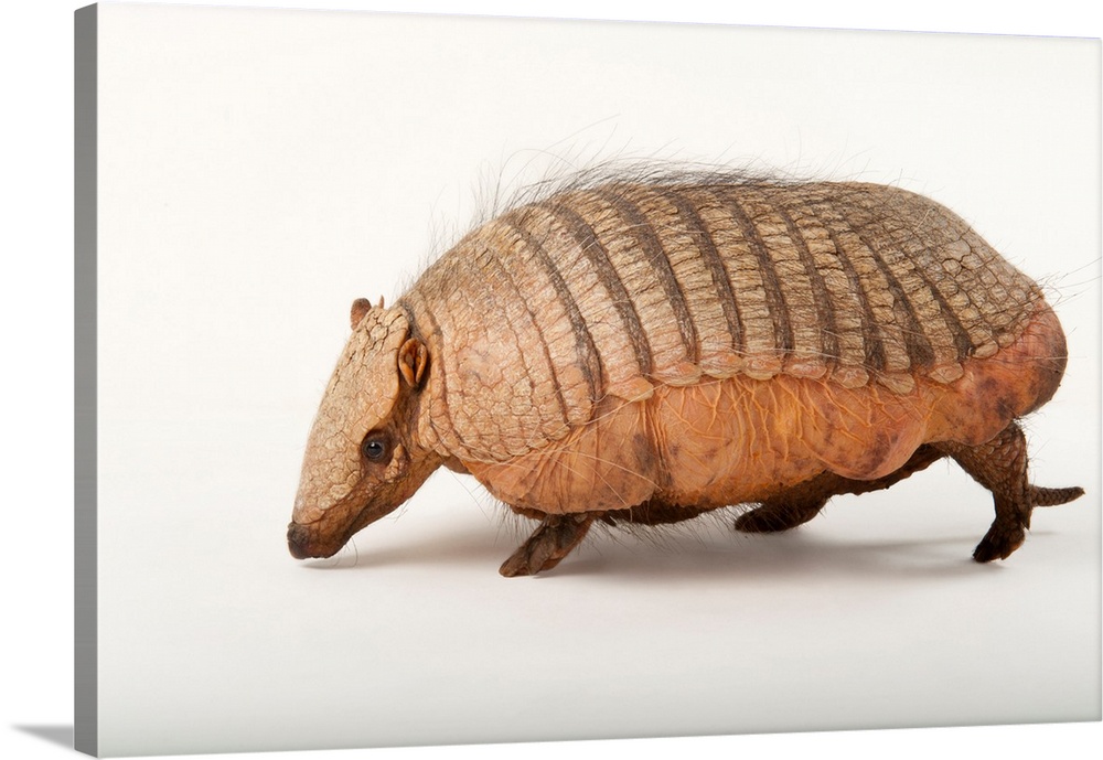 A screaming hairy armadillo, Chaetophractus vellerosus.