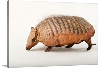 A screaming hairy armadillo, Chaetophractus vellerosus