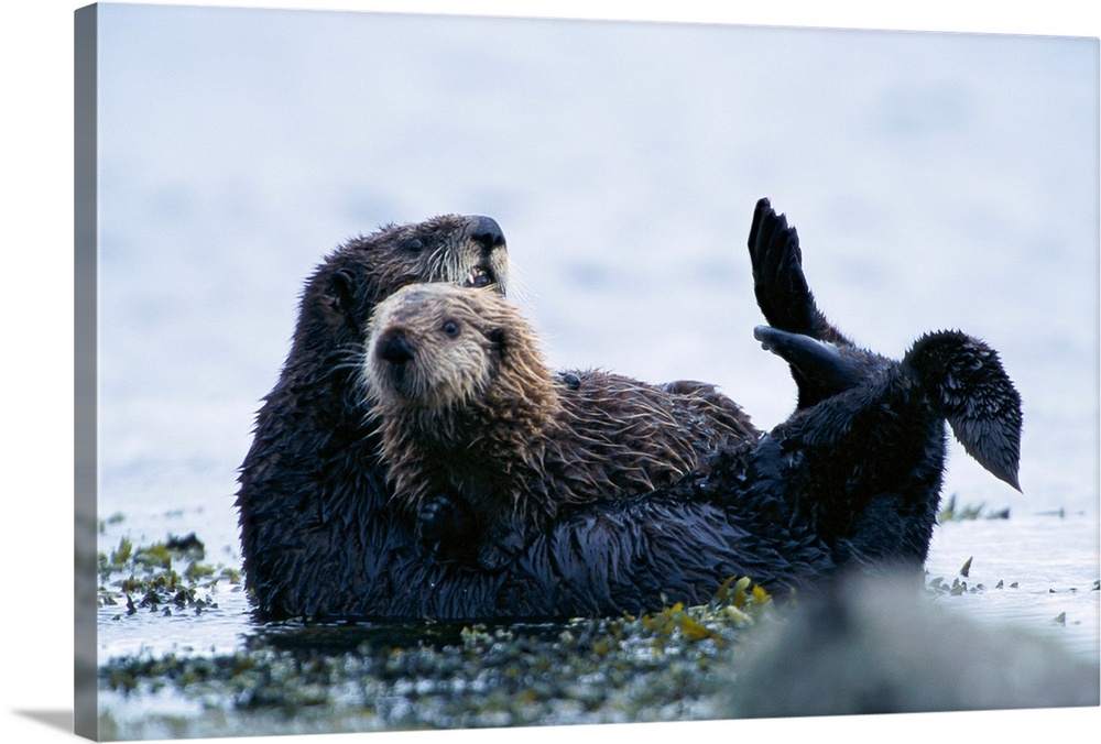 A sea otter and pup off of Adak Island, Aleutian Islands, Alaska