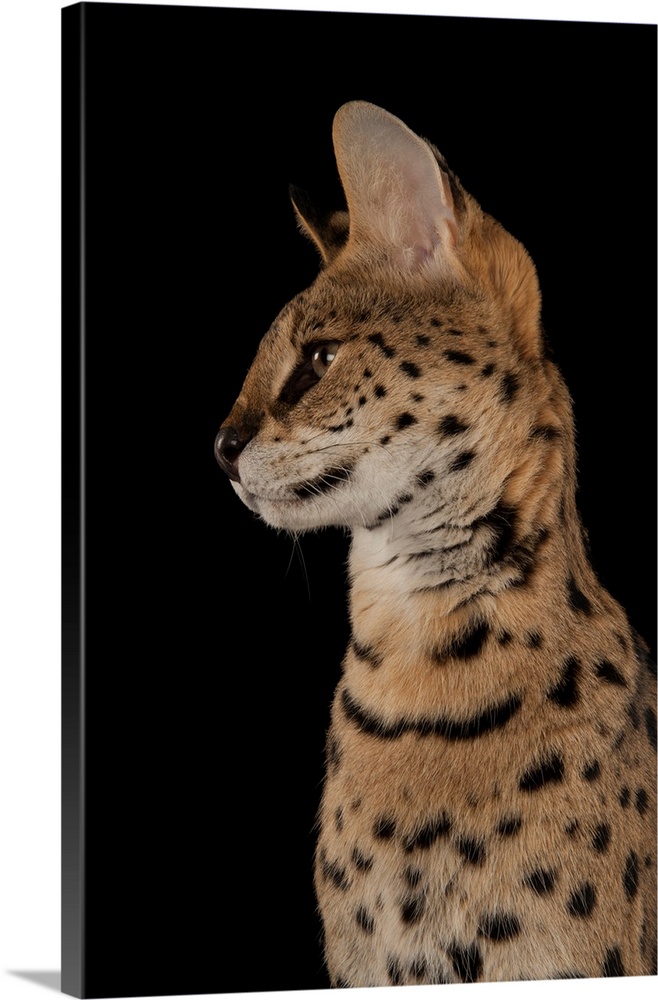 A serval, Leptailurus serval, at the Fort Worth Zoo.