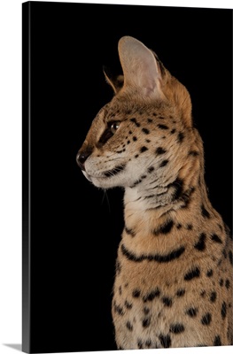 A serval, Leptailurus serval, at the Fort Worth Zoo