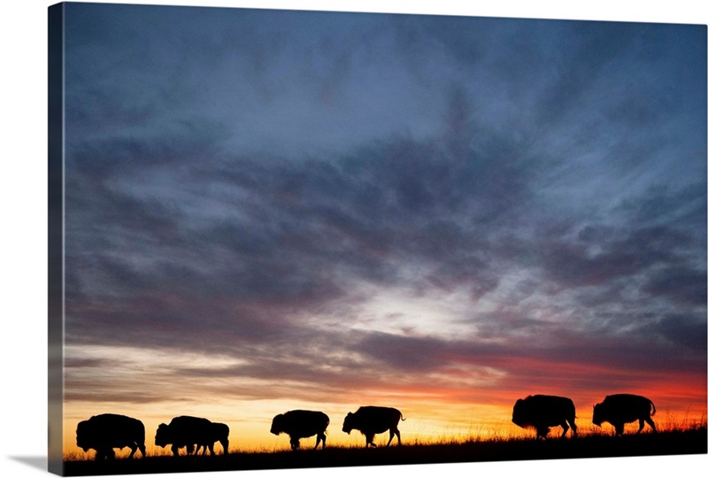 a-silhouette-of-a-herd-of-bison-great-big-canvas