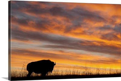 A silhouette of a herd of bison