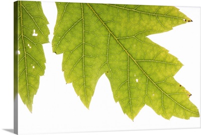 A silver maple leaf