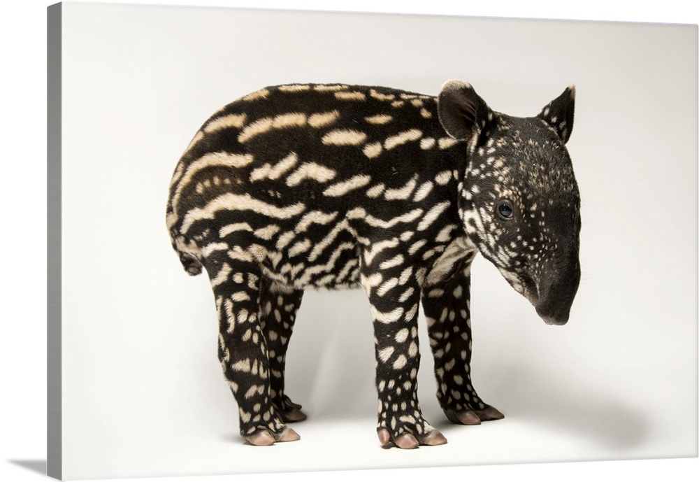 A six-day-old Malayan tapir, Tapirus indicus, at the Minnesota Zoo. This species is listed as endangered (IUCN) and federa...