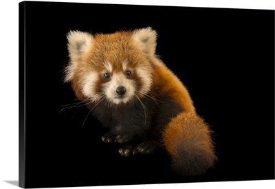 A Six-Month-Old Red Panda Named Cinnamon At The Virginia Zoo