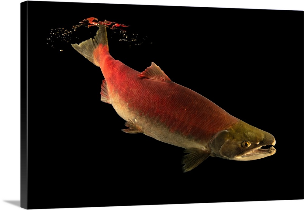 A Snake River Sockeye Salmon At The Eagle Fish Hatchery Solid-Faced Canvas  Print