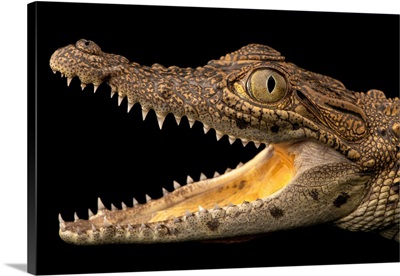 A South African Nile Crocodile, Dubai Safari Park In Dubai, United Arab Emirates