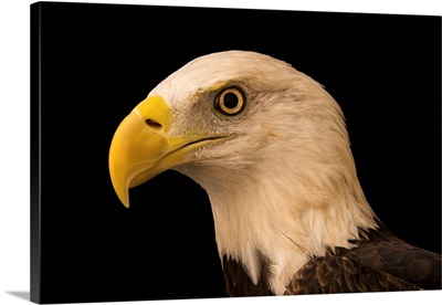A Southern Bald Eagle, At Sia, The Comanche Nation Ethno-Ornithological Initiative