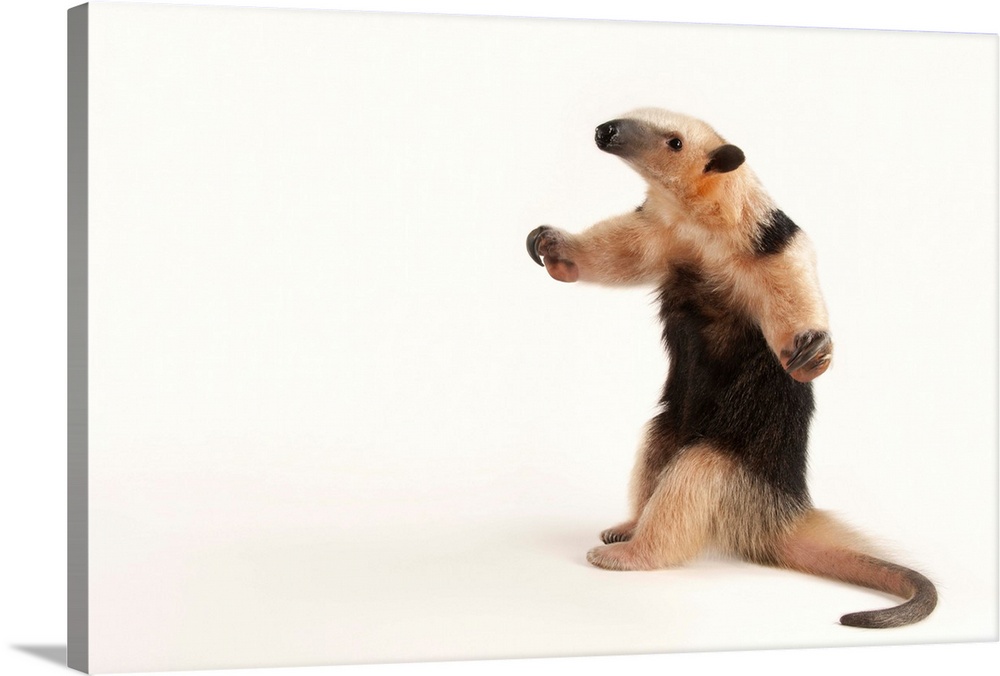 Southern vested tamandua at Tampa's Lowry Park Zoo.