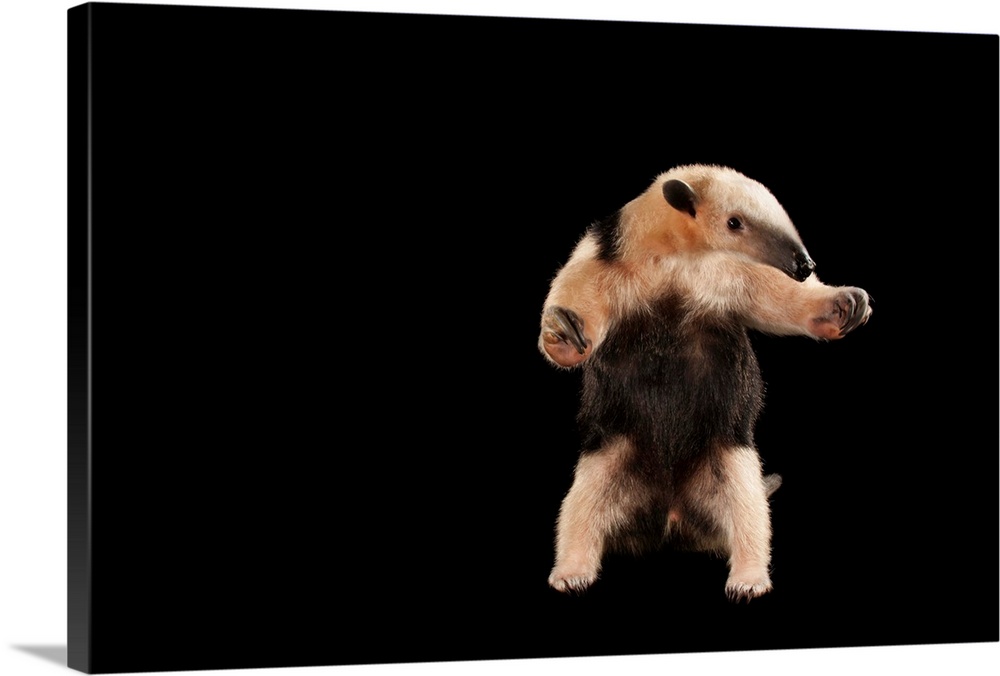 Southern vested tamandua at Tampa's Lowry Park Zoo.