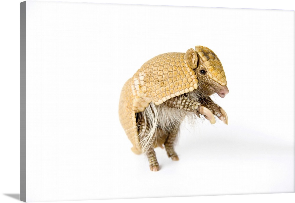 A southern three-banded armadillo (Tolypeutes matacus) at the Lincoln Children's Zoo.