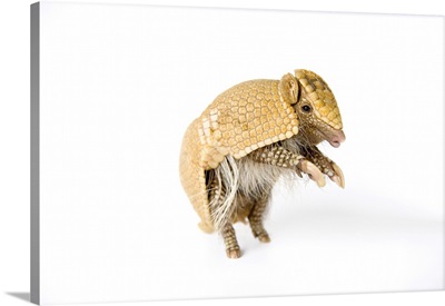 A Southern Three-Banded Armadillo At The Lincoln Children's Zoo