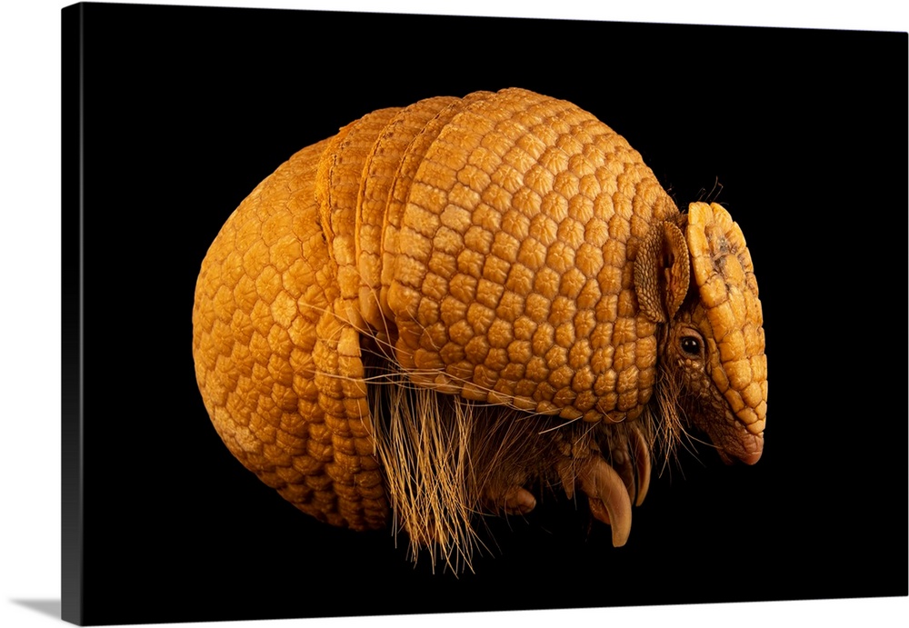 A Southern three-banded armadillo (Tolypeutes matacus) named Elii at the Lincoln Children's Zoo.