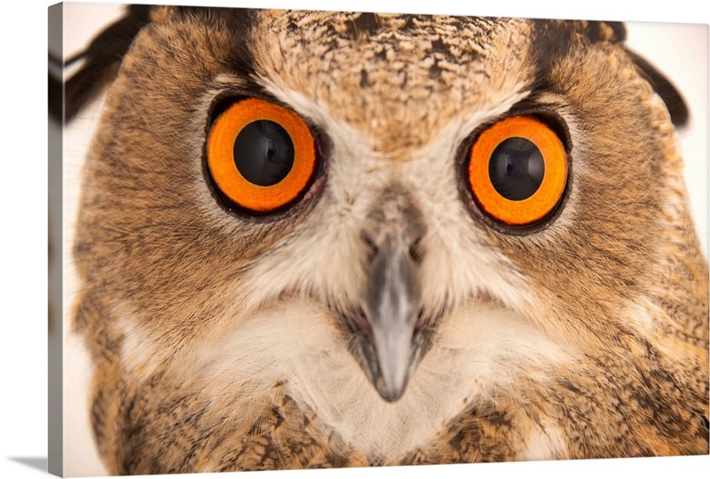 A Spanish eagle owl, at the Palm Beach Zoo and Conservation Society